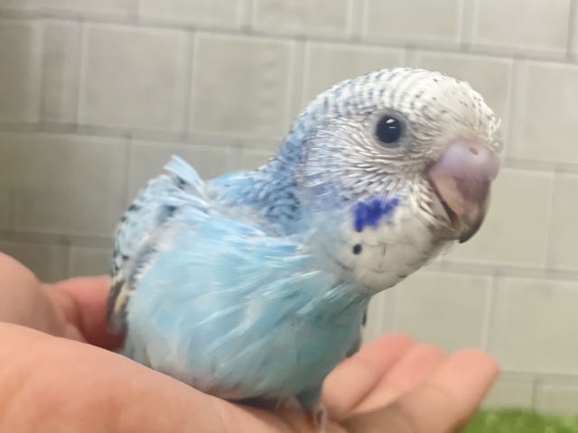 =͟͟͞͞( ˙꒳˙)サッ❕空翔けるは流星の如く!💫∗*゚セキセイインコ(ブルーオパーリン/2026年1月生まれ) セキセイインコ