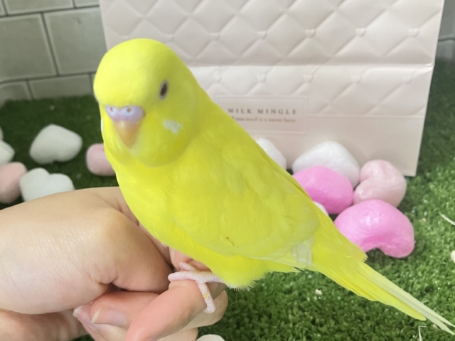 はい!チーズ📷✨inはんぺ〜ん⬜️🫣セキセイインコ(ルチノー/2025年12月生まれ) セキセイインコ