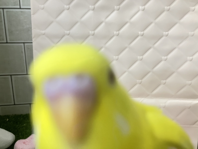 はい!チーズ📷✨inはんぺ〜ん⬜️🫣セキセイインコ(ルチノー/2025年12月生まれ) セキセイインコ