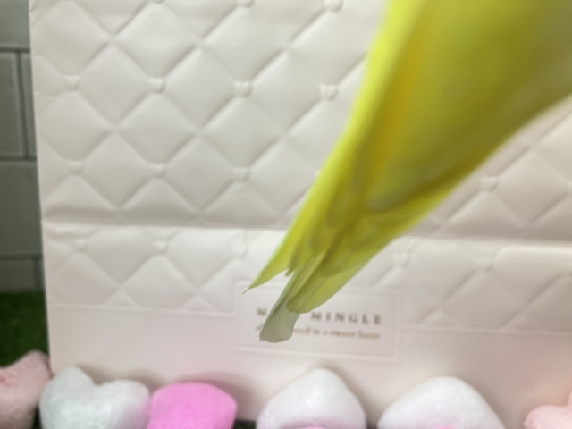 はい!チーズ📷✨inはんぺ〜ん⬜️🫣セキセイインコ(ルチノー/2025年12月生まれ) セキセイインコ