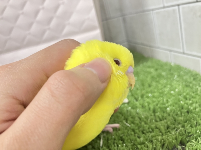 はい!チーズ📷✨inはんぺ〜ん⬜️🫣セキセイインコ(ルチノー/2025年12月生まれ) セキセイインコ