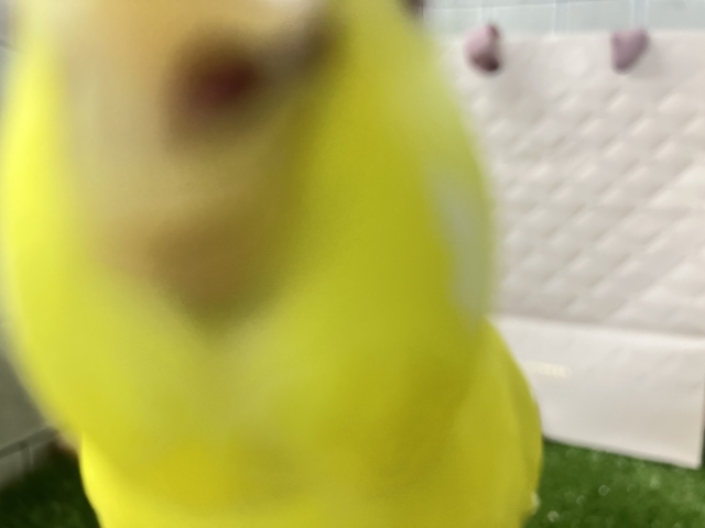 はい!チーズ📷✨inはんぺ〜ん⬜️🫣セキセイインコ(ルチノー/2025年12月生まれ) セキセイインコ
