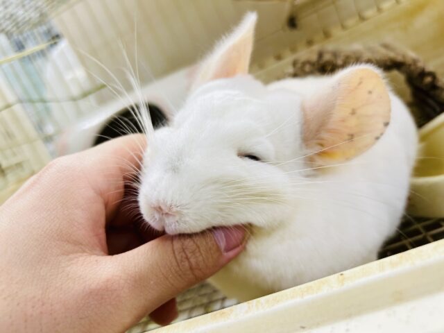 説明画像です