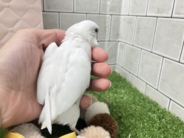 ✨最新画像✨はぴはぴめろりん❕雪見ちゃん⛄️🍨🤍セキセイインコ(アルビノ/2026年1月生まれ) セキセイインコ