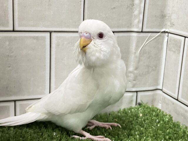 ✨最新画像✨はぴはぴめろりん❕雪見ちゃん⛄️🍨🤍セキセイインコ(アルビノ/2026年1月生まれ) セキセイインコ