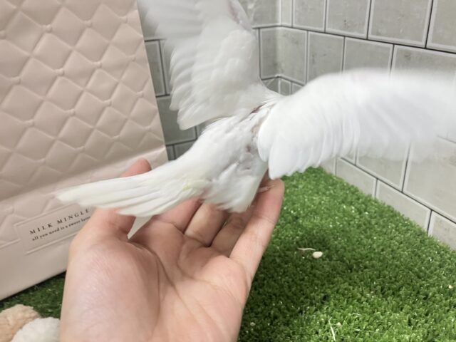 ✨最新画像✨はぴはぴめろりん❕雪見ちゃん⛄️🍨🤍セキセイインコ(アルビノ/2026年1月生まれ) セキセイインコ