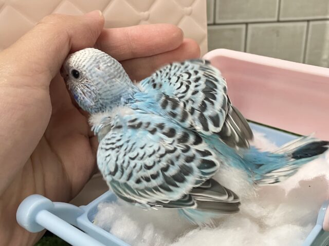 空に奏でて🫧️️️️️️⛅️煌めくICY🍨🥄♬⋆.˚セキセイインコ(ブルーオパーリン/2026年1月生まれ) セキセイインコ