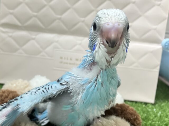 空に奏でて🫧️️️️️️⛅️煌めくICY🍨🥄♬⋆.˚セキセイインコ(ブルーオパーリン/2026年1月生まれ) セキセイインコ