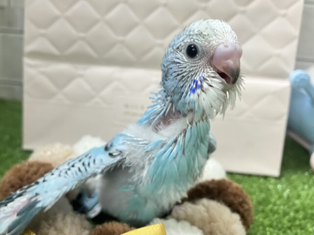 空に奏でて🫧️️️️️️⛅️煌めくICY🍨🥄♬⋆.˚セキセイインコ(ブルーオパーリン/2026年1月生まれ) セキセイインコ