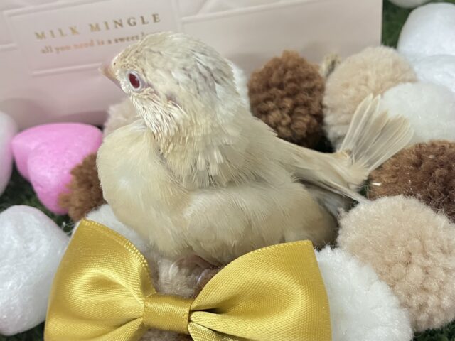 ✨最新画像✨あっちにこっちに🛣くるくるマイタケ🍄✧*。シナモン文鳥(2026年1月生まれ) シナモン文鳥