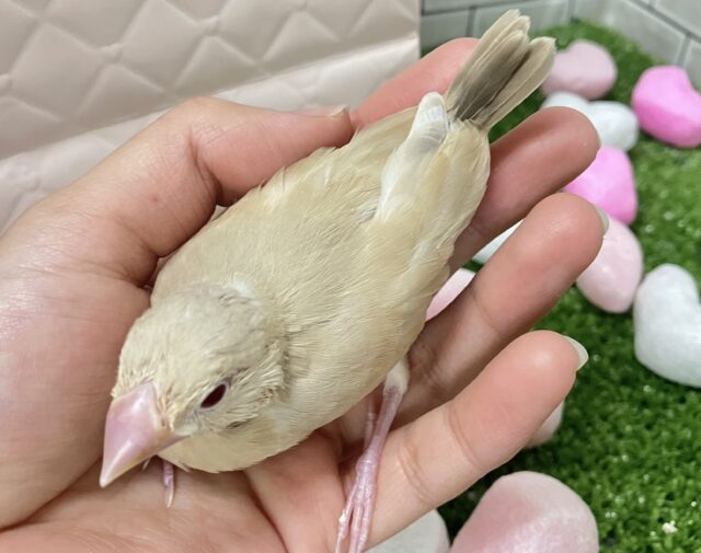 ✨最新画像✨あっちにこっちに🛣くるくるマイタケ🍄✧*。シナモン文鳥(2026年1月生まれ) シナモン文鳥