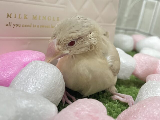 ✨最新画像✨あっちにこっちに🛣くるくるマイタケ🍄✧*。シナモン文鳥(2026年1月生まれ) シナモン文鳥