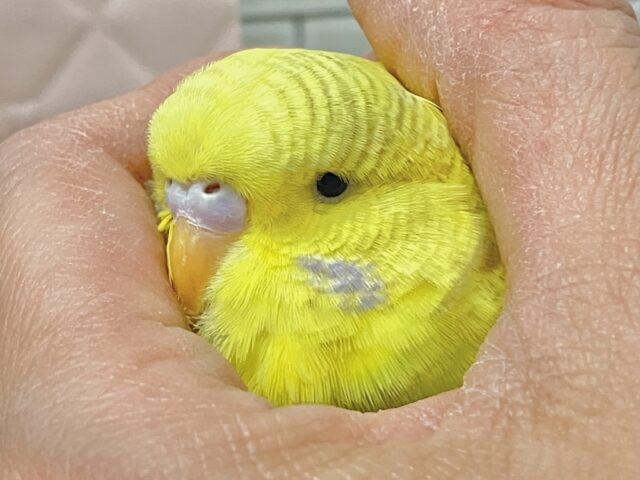 ✨最新画像✨糖度高め❔🌟∗*゚もふもふハチ密❕🍯🎀ジャンボセキセイインコ(スパングル/2025年12月生まれ) ジャンボセキセイインコ