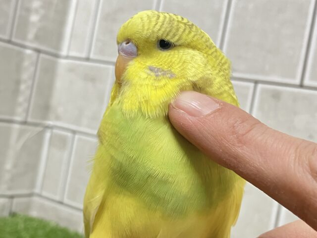 ✨最新画像✨糖度高め❔🌟∗*゚もふもふハチ密❕🍯🎀ジャンボセキセイインコ(スパングル/2025年12月生まれ) ジャンボセキセイインコ