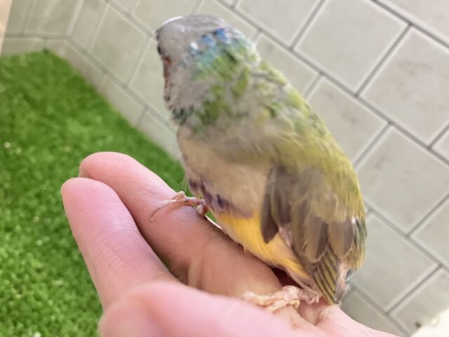 ✨最新画像✨和に彩るや🎍雨あられ〜🌈☂️.⋆⟡コキンチョウ(ノーマル/2025年1月生まれ) コキンチョウ