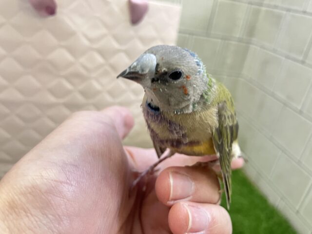 コキンチョウ