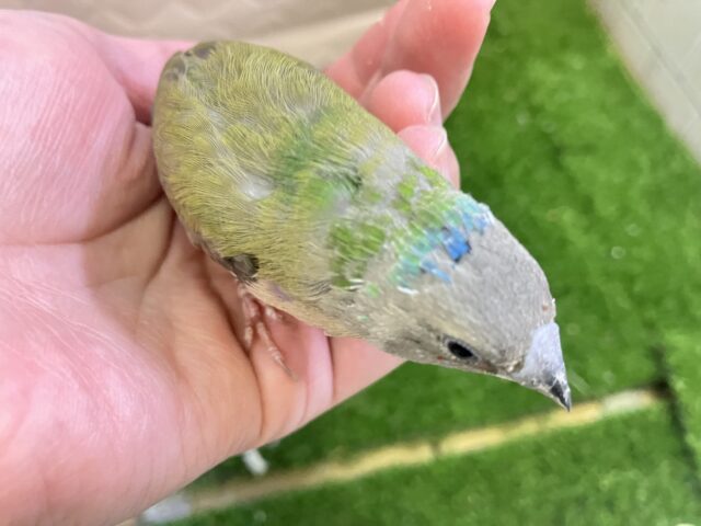コキンチョウ