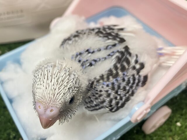 これも縁🤝🏻一緒にお結び、どう?🍙💖∗*゚セキセイインコ(2026年1月生まれ) セキセイインコ