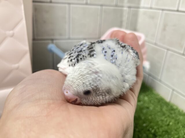 これも縁🤝🏻一緒にお結び、どう?🍙💖∗*゚セキセイインコ(2026年1月生まれ) セキセイインコ