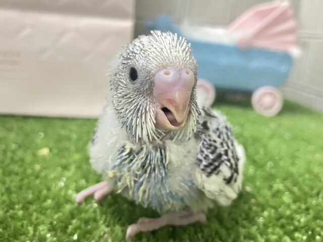 これも縁🤝🏻一緒にお結び、どう?🍙💖∗*゚セキセイインコ(2026年1月生まれ) セキセイインコ