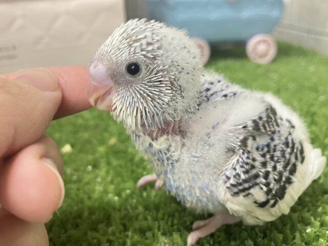 これも縁🤝🏻一緒にお結び、どう?🍙💖∗*゚セキセイインコ(2026年1月生まれ) セキセイインコ