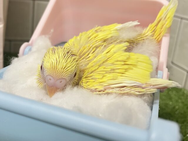 ✨最新画像✨ぴっかりん✨(^ω^)ニワ…ピヨリンひよこっち🐣🫧 ͛.*セキセイインコ(ルチノー/2026年1月生まれ) セキセイインコ