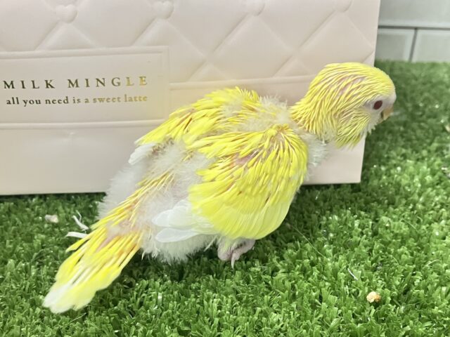 ✨最新画像✨ぴっかりん✨(^ω^)ニワ…ピヨリンひよこっち🐣🫧 ͛.*セキセイインコ(ルチノー/2026年1月生まれ) セキセイインコ