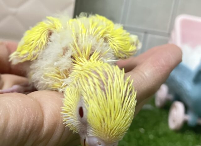✨最新画像✨ぴっかりん✨(^ω^)ニワ…ピヨリンひよこっち🐣🫧 ͛.*セキセイインコ(ルチノー/2026年1月生まれ) セキセイインコ