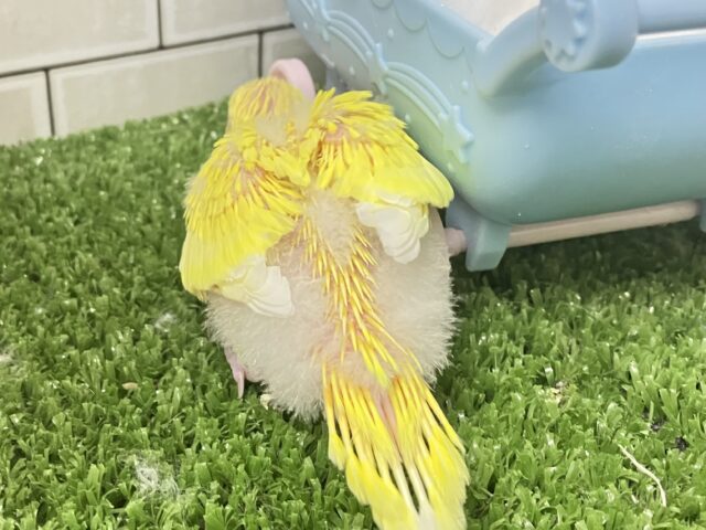 ✨最新画像✨ぴっかりん✨(^ω^)ニワ…ピヨリンひよこっち🐣🫧 ͛.*セキセイインコ(ルチノー/2026年1月生まれ) セキセイインコ