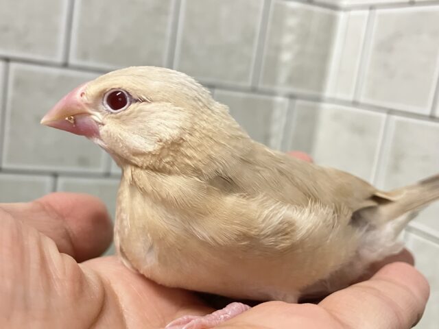 ✨最新画像✨あっちにこっちに🛣くるくるマイタケ🍄✧*。シナモン文鳥(2026年1月生まれ) シナモン文鳥
