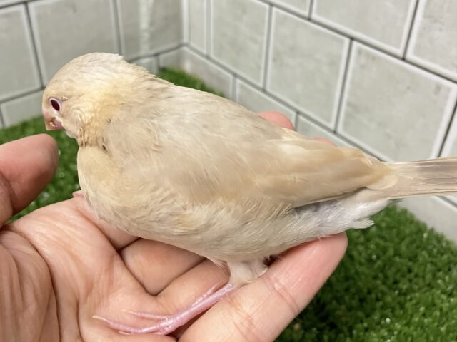 ✨最新画像✨あっちにこっちに🛣くるくるマイタケ🍄✧*。シナモン文鳥(2026年1月生まれ) シナモン文鳥