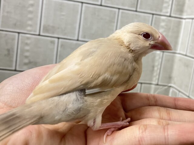 ✨最新画像✨あっちにこっちに🛣くるくるマイタケ🍄✧*。シナモン文鳥(2026年1月生まれ) シナモン文鳥
