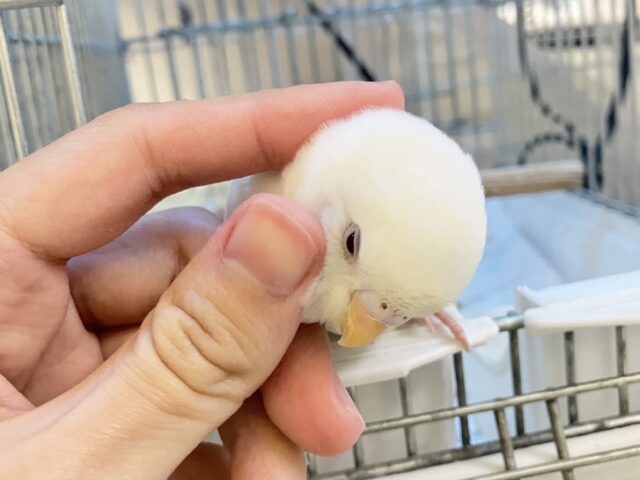 ✨最新画像✨はぴはぴめろりん❕雪見ちゃん⛄️🍨🤍セキセイインコ(アルビノ/2026年1月生まれ) セキセイインコ