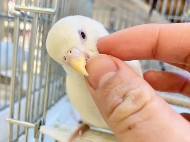 ✨最新画像✨はぴはぴめろりん❕雪見ちゃん⛄️🍨🤍セキセイインコ(アルビノ/2026年1月生まれ) セキセイインコ
