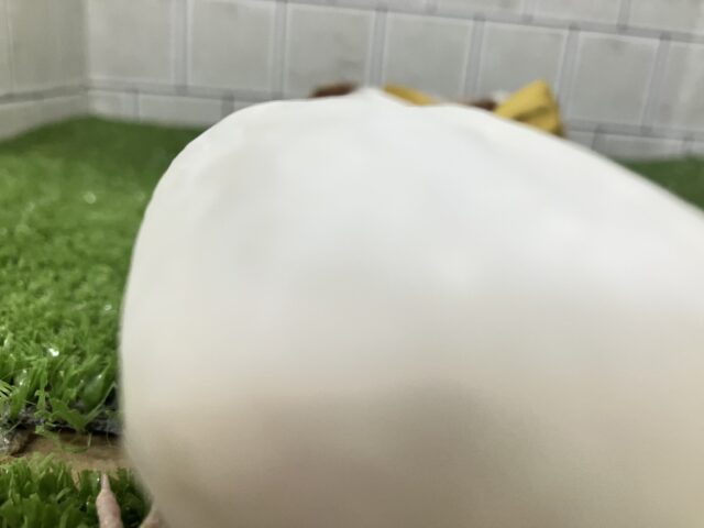 ✨最新画像✨はぴはぴめろりん❕雪見ちゃん⛄️🍨🤍セキセイインコ(アルビノ/2026年1月生まれ) セキセイインコ