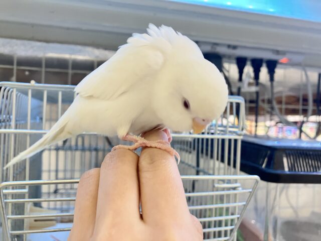 ✨最新画像✨はぴはぴめろりん❕雪見ちゃん⛄️🍨🤍セキセイインコ(アルビノ/2026年1月生まれ) セキセイインコ
