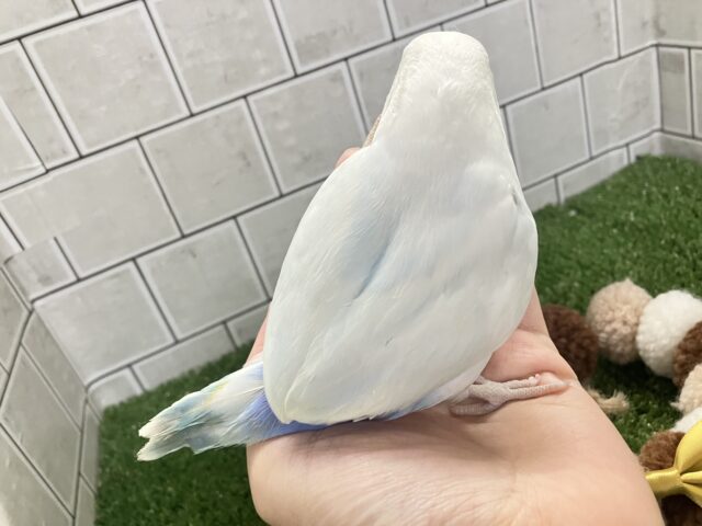 ✨最新画像✨薄っすらブルーの上品さ・・・ ️️️🩵🌈🪽コザクラインコ コザクラインコ(小桜インコ)