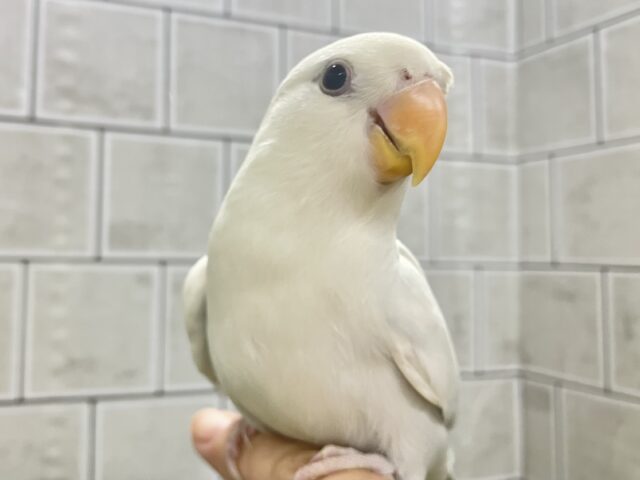 ✨最新画像✨薄っすらブルーの上品さ・・・ ️️️🩵🌈🪽コザクラインコ コザクラインコ(小桜インコ)