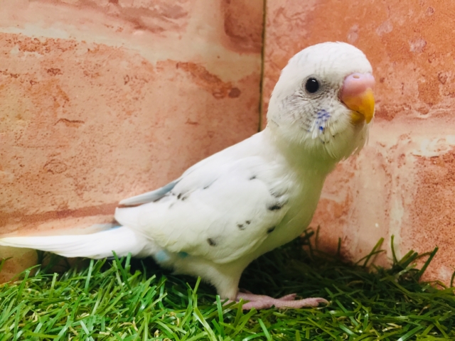 白黒カラーが魅力的✨✨ セキセイインコ(白ハルクイン) セキセイインコ