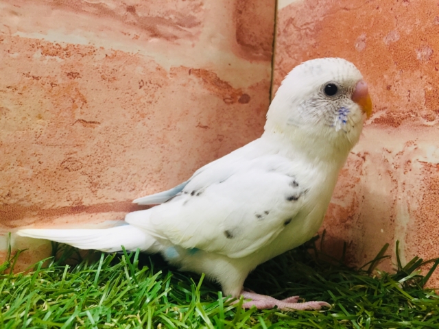 白黒カラーが魅力的✨✨ セキセイインコ(白ハルクイン) セキセイインコ