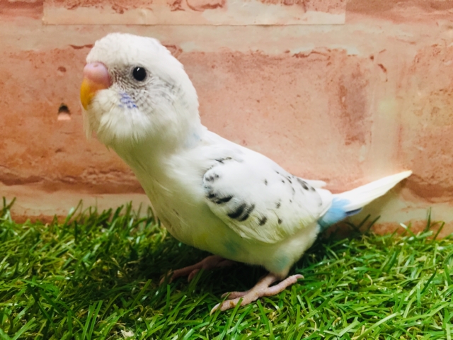 白黒カラーが魅力的✨✨ セキセイインコ(白ハルクイン) セキセイインコ
