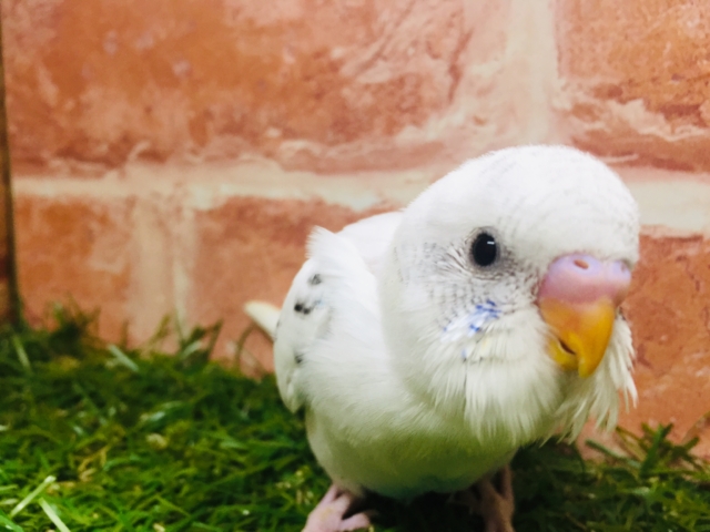 白黒カラーが魅力的✨✨ セキセイインコ(白ハルクイン) セキセイインコ