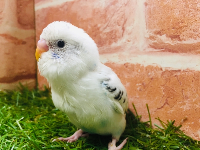 白黒カラーが魅力的✨✨ セキセイインコ(白ハルクイン) セキセイインコ