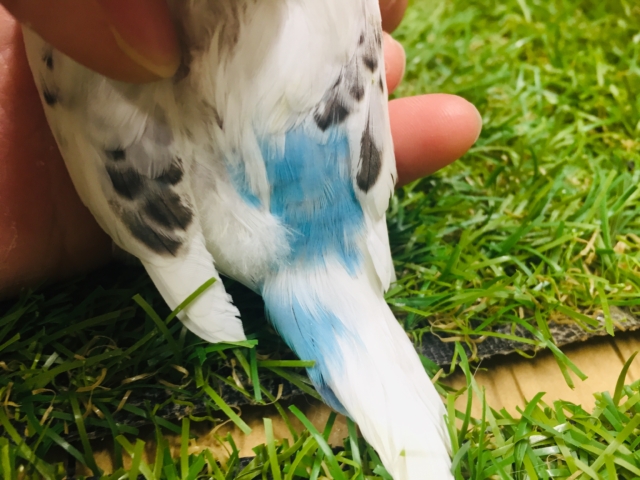 白黒カラーが魅力的✨✨ セキセイインコ(白ハルクイン) セキセイインコ