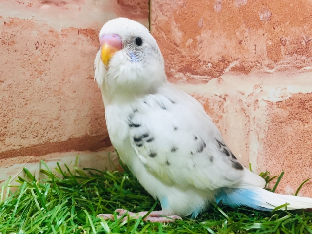 白黒カラーが魅力的✨✨ セキセイインコ(白ハルクイン) セキセイインコ