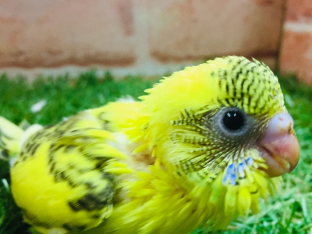 黄ハルクインカラーのセキセイちゃんがやってきましたよ~💛💛💛💛 セキセイインコ セキセイインコ