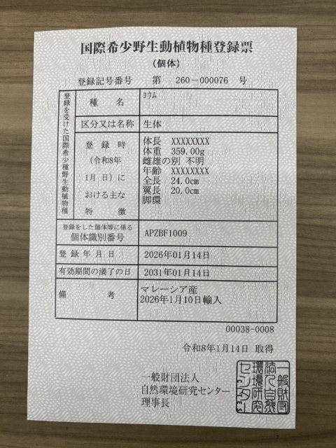 最新画像あります!お喋り予備軍‼️賢いですよ〜🧐ヨウムのヒナがやって来ました🙌 ヨウム