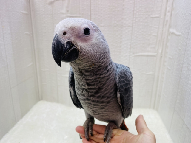ヨウム