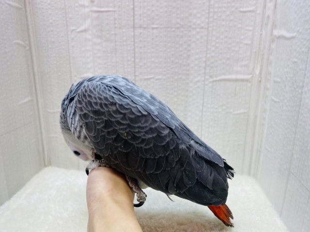 ヨウム