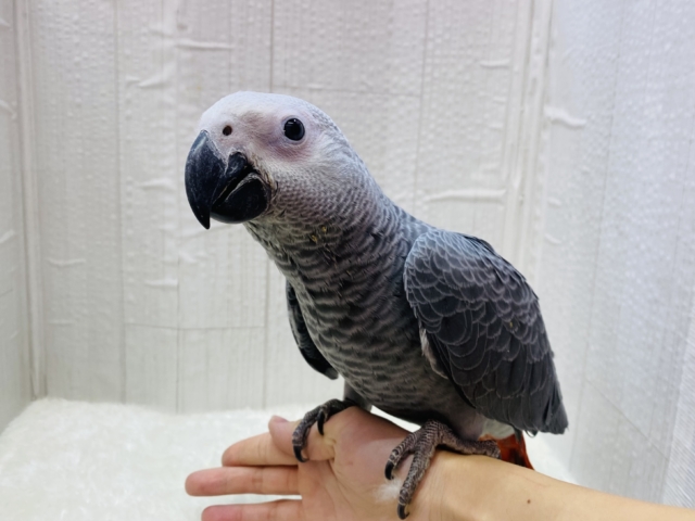 ヨウム